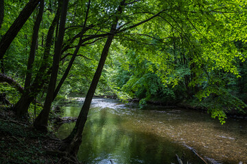 Obraz premium river in green forest