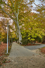 The alley in a park with trees in autumn