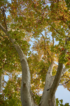 A beautiful platanus with leaves in summer