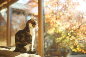 A brown tabby seeing autumn leaves