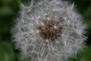 Macro photograph of a dandelion flower with seeds