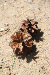 Fir cones lie on dry foliage in the forest