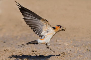 Red-rumped swallow (Cecropis daurica)