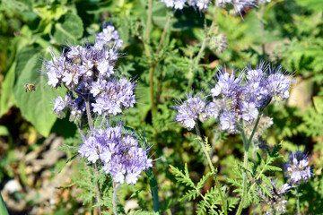 Agriculture, Honey Bee on Phacelia Plant