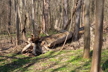 Rustic wild forests and old, partially blown up bunkers from the 2nd World War of the former MIMO plants in Leipzig Plaussig ,Germany