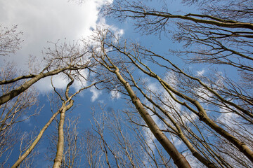 Rustic wild forests and old, partially blown up bunkers from the 2nd World War of the former MIMO plants in Leipzig Plaussig ,Germany