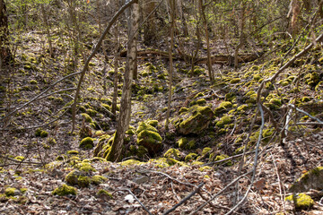 Rustic wild forests and old, partially blown up bunkers from the 2nd World War of the former MIMO plants in Leipzig Plaussig ,Germany