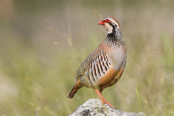 Red-legged partridge (Alectoris rufa). Male. - obrazy, fototapety, plakaty