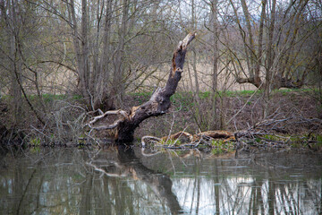 Rustic wild forests and old, partially blown up bunkers from the 2nd World War of the former MIMO plants in Leipzig Plaussig ,Germany
