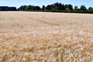 Fototapeta premium Agriculture, Rye Filed