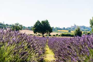 Incantevole campo di profumati fiori di lavanda