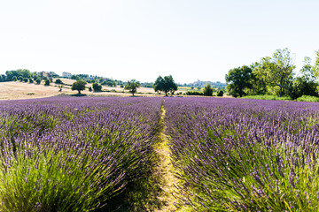 Fototapeta premium Incantevole campo di profumati fiori di lavanda