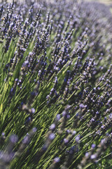 Obraz premium Incantevole campo di profumati fiori di lavanda