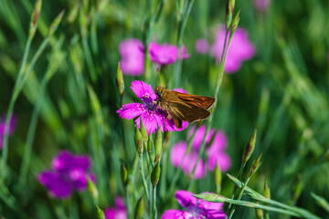 Small skipper butterfly - Thymelicus sylvestris  on Maiden pink flower