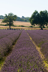 Obraz na płótnie Canvas lavender field in region