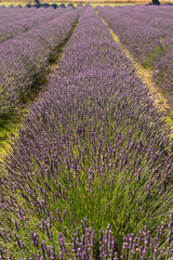 Fototapeta na wymiar beautiful and fragrant purple and blue lavender flowers