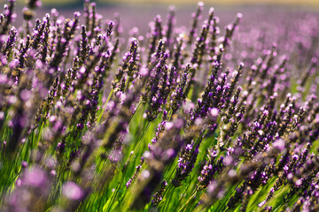 beautiful and fragrant purple and blue lavender flowers
