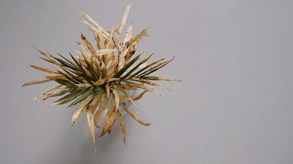 Top view, Tropical dry palm leaf on white background.