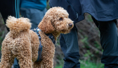 Brown curly haired puppy with blue harness standing looking away