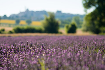 Fototapeta premium beautiful and fragrant purple and blue lavender flowers