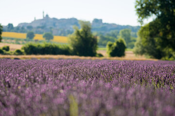 Fototapeta na wymiar beautiful and fragrant purple and blue lavender flowers