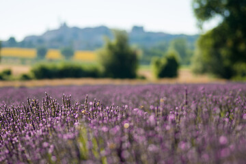 beautiful and fragrant purple and blue lavender flowers