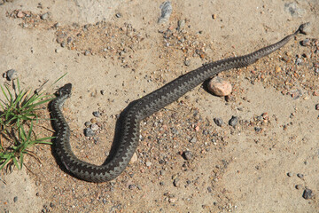 Black dead snake on the asphalt road. Ecological problems