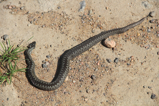 Dead snake hi-res stock photography and images - Page 2 - Alamy