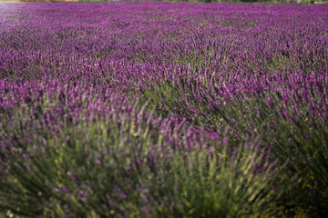 Naklejka na ściany i meble beautiful and fragrant purple and blue lavender flowers