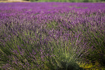 beautiful and fragrant purple and blue lavender flowers