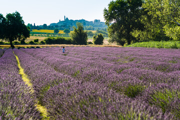 people in a beautiful lavender field between perfume and blue violet color