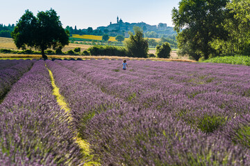 Naklejka na ściany i meble people in a beautiful lavender field between perfume and blue violet color