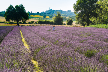 Obraz na płótnie Canvas people in a beautiful lavender field between perfume and blue violet color