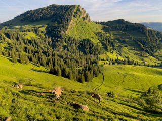 Obraz premium Wandern auf die Lütispitz im Alpstein Schweiz