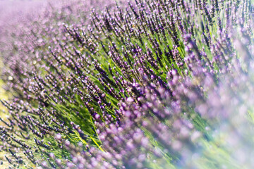 beautiful and fragrant purple and blue lavender flowers