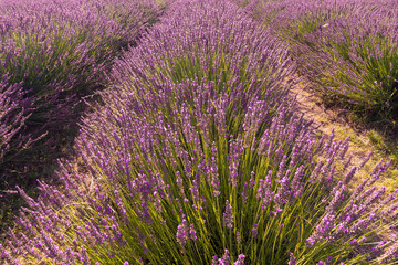 beautiful and fragrant purple and blue lavender flowers
