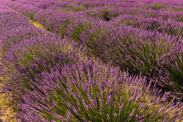 Naklejka na ściany i meble beautiful and fragrant purple and blue lavender flowers