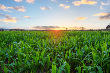 Obraz premium A front selective focus picture of organic young corn at agriculture farm in the morning sunrise.
