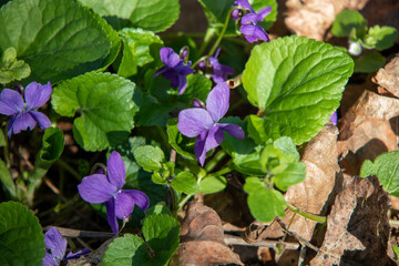 View of blue forest violet, early dog-violet or pale wood violet in a forest near Leipzig in Germany