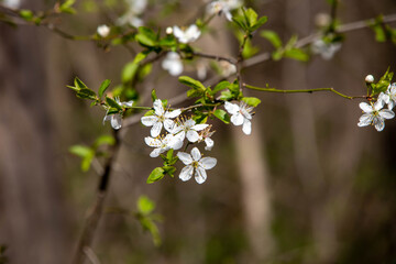 View of white flowers in a forest near Leipzig in Germany