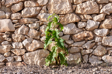 stone wall with green leaves
