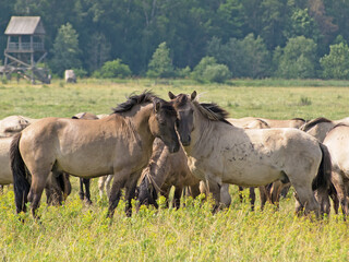 Obraz na płótnie Canvas rub their heads gently two free-ranging horses breed Konik grazing in the Dunduru meadows, Latvia