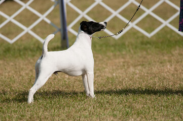 Smooth Fox Terrier at a dog show