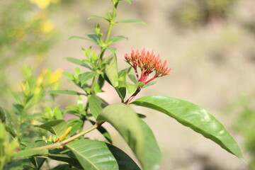 many Red-flowered flowering plants and green plants