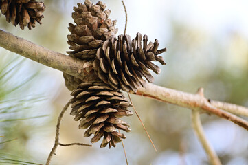 Naklejka na ściany i meble A bunch of cones on a dry pine branch