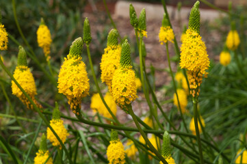 Sydney Australia, bright yellow flowers of a bulbine latifolia bush a native to southern africa