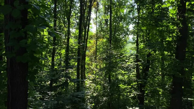 Natural landscape of beautiful forest with green trees in summer day.
