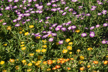 Sydney Australia, garden of colourful flowers of delosperma nubigenum or ice-plants