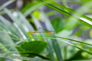 Beautiful colorful multicolor dragonfly sitting on a palm leaf in the garden close up