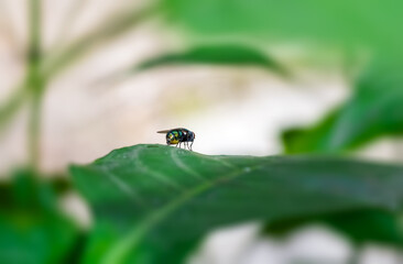 Common bottle fly insect sitting on a green leaf
